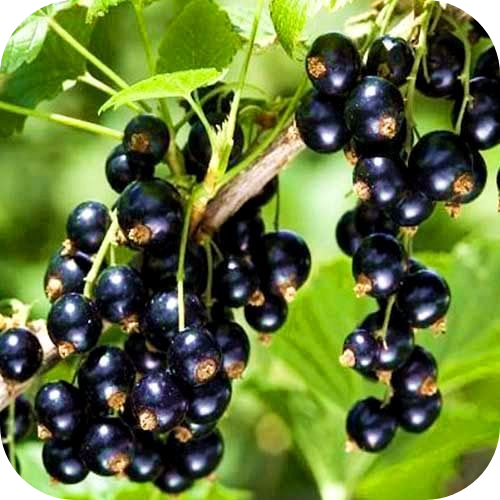 Смородина черная "Крандаль" 